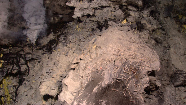 The Little Hercules ROV shines its lights on a veritable field of sulphide chimneys and rocks covered with shrimp.