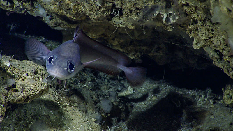 A cusk eel seen during Dive 02 of the third Voyage to the Ridge 2022 expedition, east of Formigas Rift.