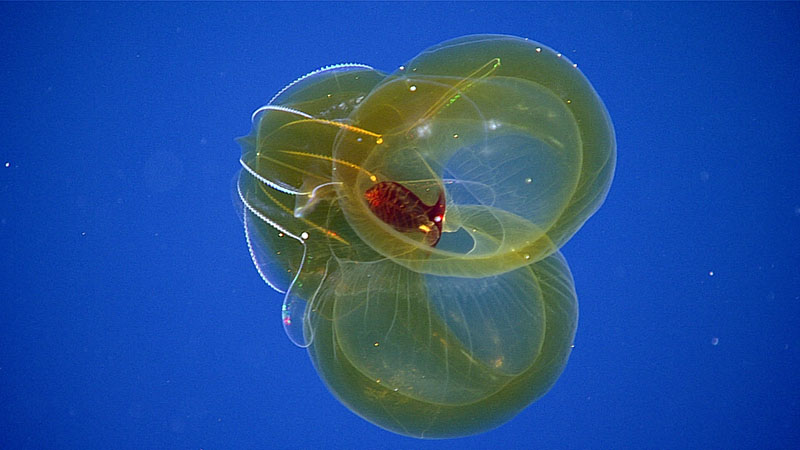 A ctenophore, identified as Lampocteis sp., seen during a mid-water transect on Dive 03 of the third Voyage to the Ridge 2022 expedition.