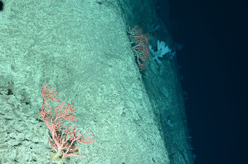Image taken by Woods Hole Oceanographic Instution’s TowCam aboard the Henry B. Bigelow shows yellow sponges and deep-sea corals on the edge of Middle Tom’s Canyon (ca. 1,600 meters).