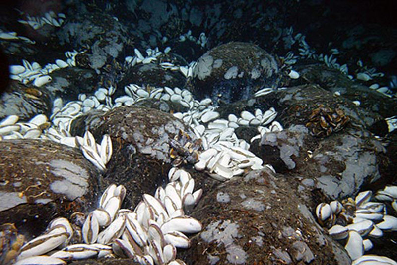 This vent site on the Galápagos Rift, discovered in 2002, is called “Calyfield” after the clam (Calyptogena magnifica).