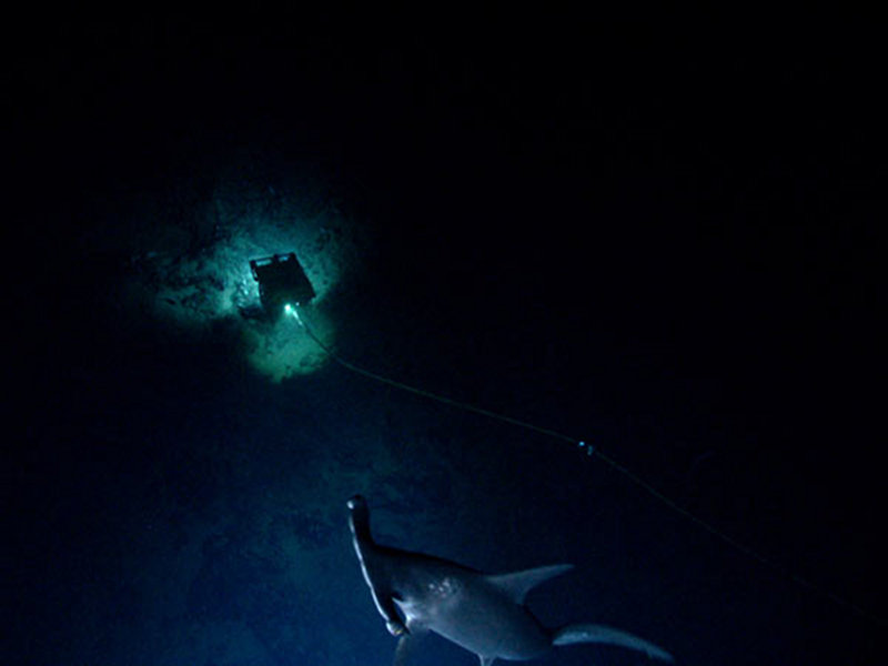 A hammerhead shark seemed to take interest in Seirios for a few moments during our first dive.
