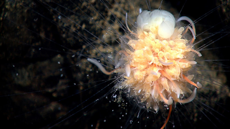 This beautiful creature referred to as “dandelion” was discovered by geologists during a 1977 expedition.