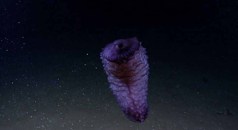 A view of the escape swimmer Benthothuria, flexing so strongly that the mouth has been brought into view.