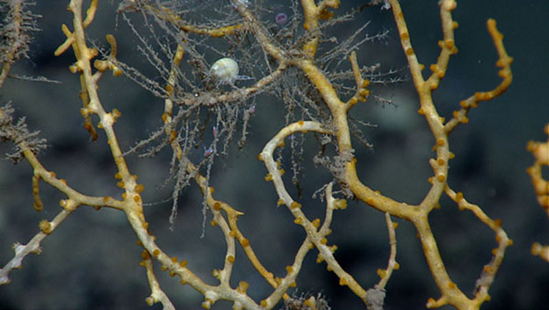 An amphipod attached to a dead paramuricid coral branch.