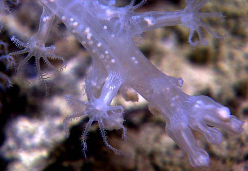 This is an octocoral, as evidenced by the eight tentacles you can see on its polyps.