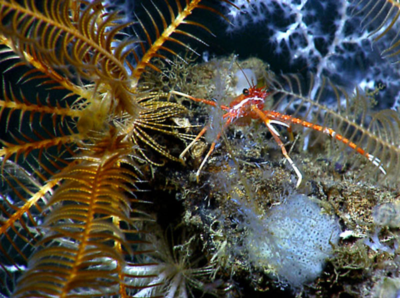 A squat lobster (right) sitting next to a crinoid (left).