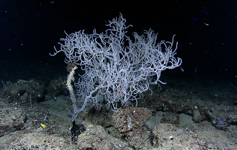 A Leiopathes black coral colony at 425 meters depth on the West Florida escarpment.