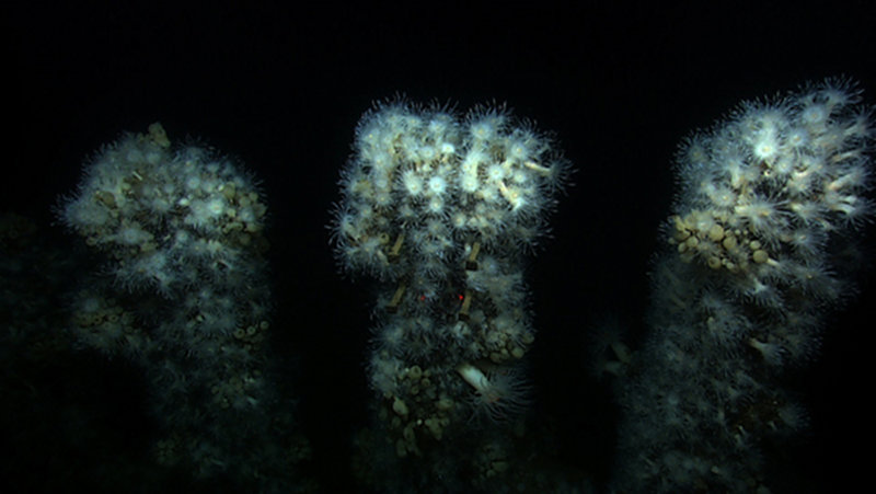 Ship timbers covered in anemone rising from the sediment. Four copper alloy fasteners sticking out the wood secured a wooden hull plank that has been consumed by marine organisms. Image courtesy of the NOAA Office of Ocean Exploration and Research, Gulf of Mexico Expedition 2012.