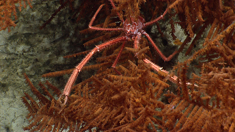 A squat lobster hangs out in a black coral more than a kilometer underwater.
