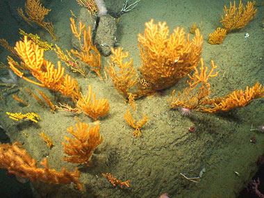 NOAA’s ROV, Deep Discoverer, examines a collection of deepwater corals on the western wall of Oceanographer Canyon.