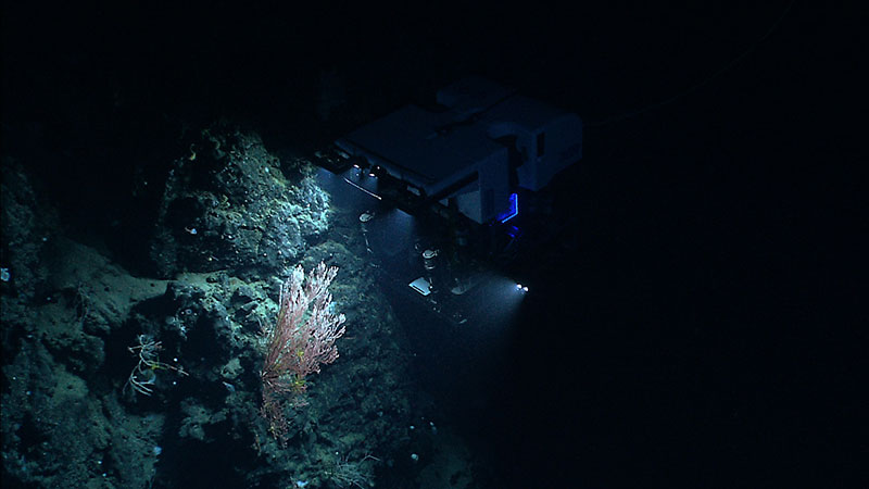 NOAA’s ROV, Deep Discoverer, examines a deepwater coral colony on the north flank of the almost wholly unexplored Mytilus Seamount.