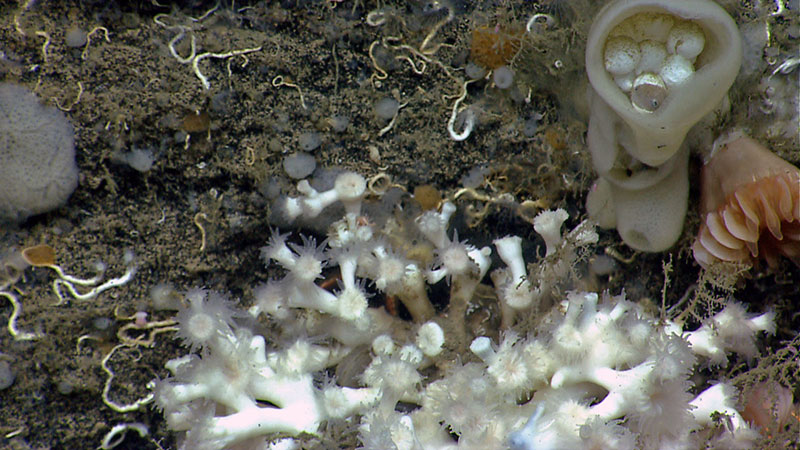 Amongst the diverse coral community along Hydrographer Canyon, ROV Deep Discoverer observed a glass sponge containing cephalopod eggs. Look closely—one might be hatching!