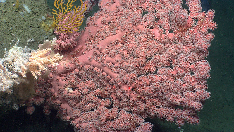 A colony with bright color and full branches with many extended polyps would be considered healthy or in good condition. The red lasers (red dots in the photo) are 10 centimeters apart and are used for scale and age estimates.