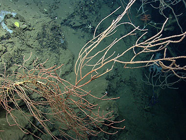 An unidentified bamboo coral projecting off the side of a wall.
