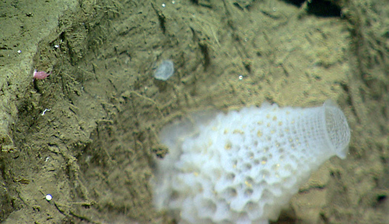 A coral recruit and a glass sponge along the wall of Hydrographer Canyon.