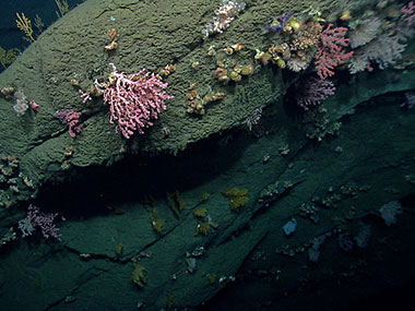 Hydrographer Canyon proved to be a diverse habitat for deep-sea corals.
