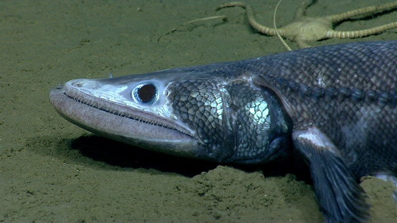 A bathysaurus was observed in Veatch Canyon. These fish use their lower jaw to scoop in sand.