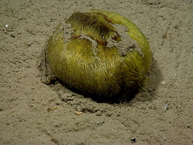 We encountered a lime green heart urchin in Veatch Canyon.