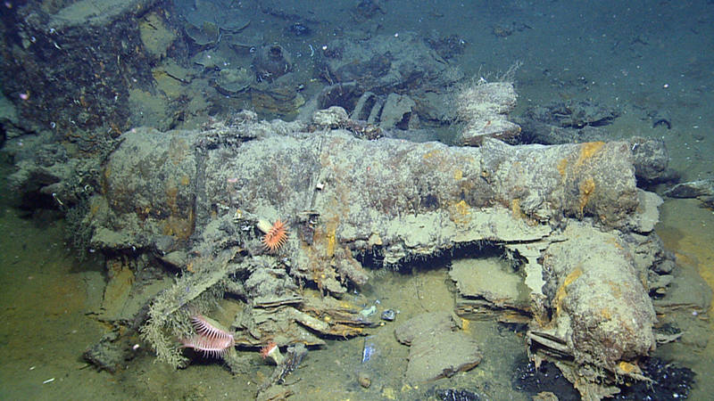 The large cannon on the Monterrey A Shipwreck appears to have been mounted on a pivot carriage which has led archaeologists to believe the site may be the remains of a privateer. The muzzle, on the right, rests on top of another cannon. The image illustrates that the Monterrey Shipwrecks are home to a diverse biological community. Exploration conducted at these sites provides not only a window into the past but also reveals how, over time, the deep-water environment affects shipwrecks and how shipwrecks affect the environment.