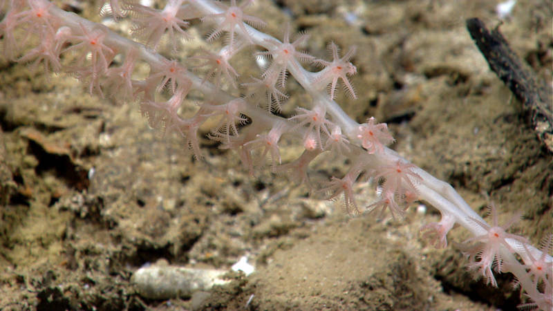 The documentation of this colony of bamboo coral at a depth of 2,834 m possibly extended the depth range of these types corals in the Gulf of Mexico by several hundred meters.