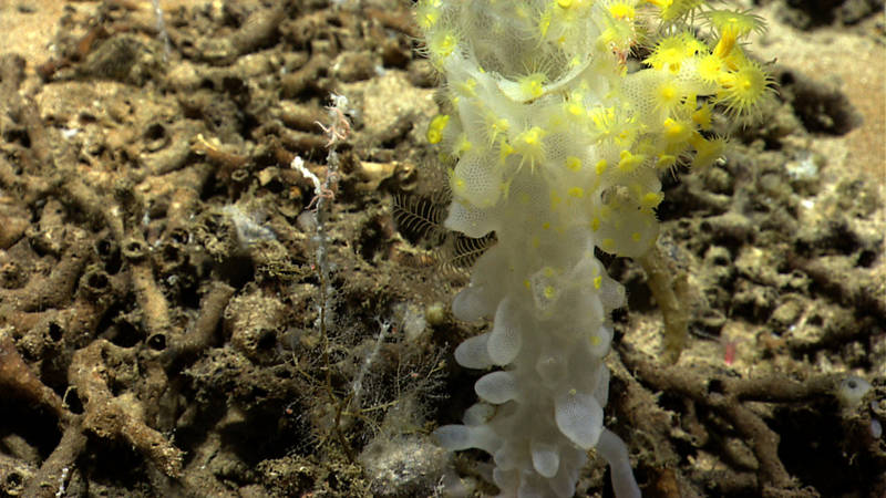 Diversity in the deep sea can be amazing. In just this image, there is a glass sponge with zooanthids, octocorals, hydroids, sponges, a crinoid, brittle stars, and all the cryptofauna that we can’t see living in the rubble!