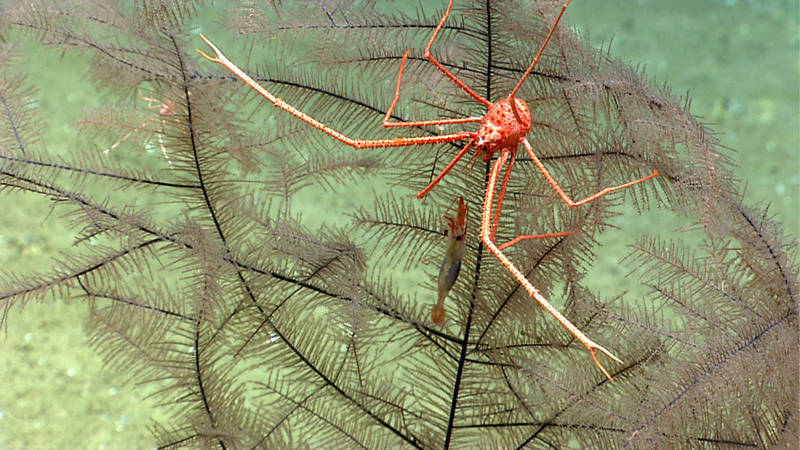 A coral squat lobster, (probably Gastroptychus spinifer), shares its home in a black coral with the fat-claw shrimp, Bathypalaemonella serratipalma.