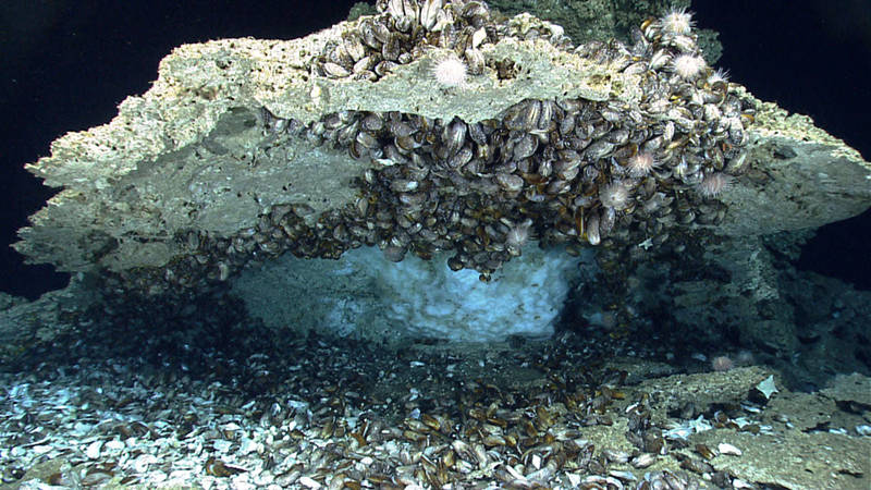 The first dive of the 2014 Gulf of Mexico Expedition had a fantastic “amphitheater of chemosynthetic life.”