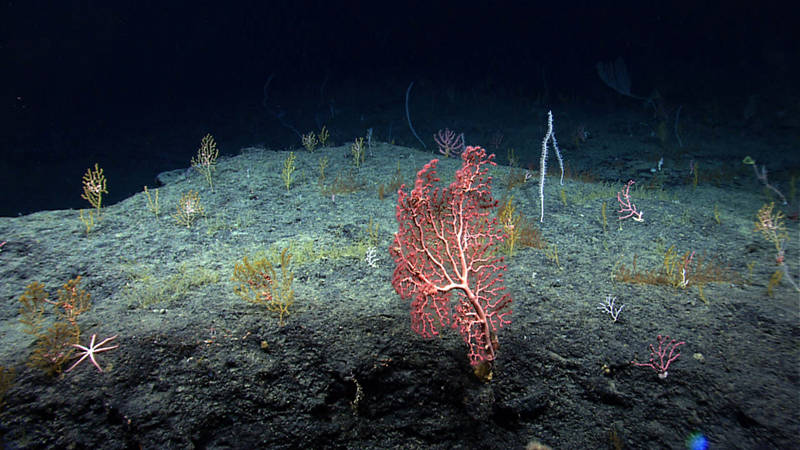 The deepwater environment of the Florida Escarpment proved good habitat for diverse deepwater coral communities.