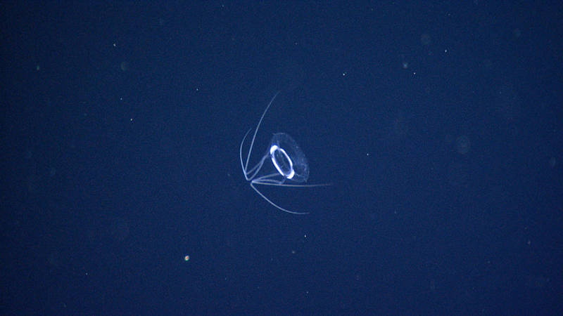An unidentified jellyfish with bent tentacles was sighted during ROV surveys conducted in the water column during the cruise.