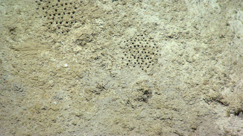 One of the highlights of our dives in the Northwest Gulf was ROV Deep Discover finding a set of Paleodictyon holes.