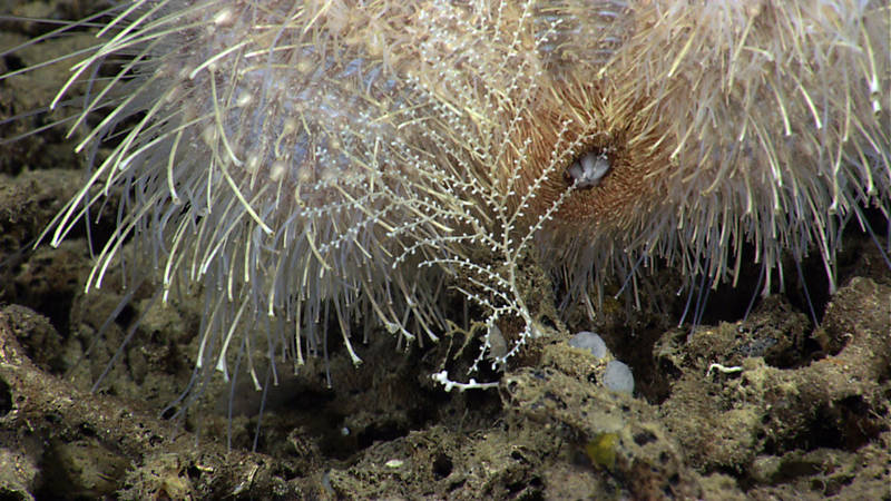 A rare instance of deep-sea predation captured on camera, a sea urchin munches on a Plumarella octocoral.