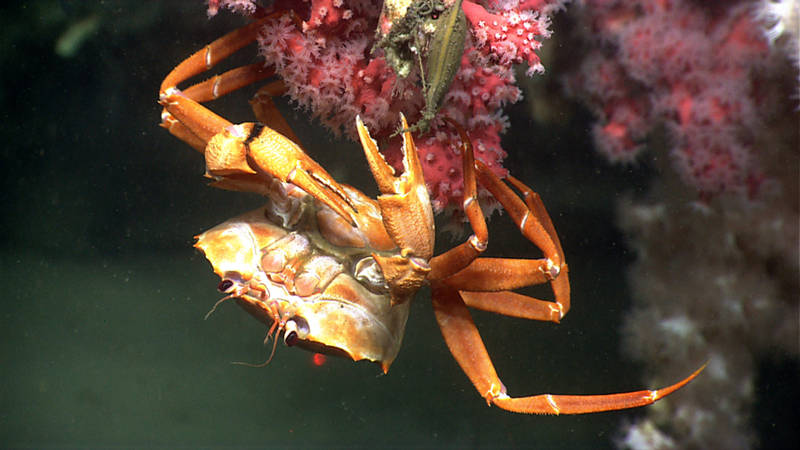 A deep sea red crab hangs out on a bubblegum coral. If you look carefully you can see a skate egg case on the same branch as the crab and a colony of the white morph of bubblegum coral in the background.