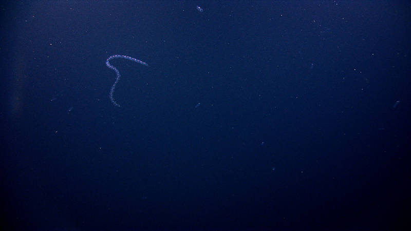 High-definition video of salps like these Salpa sp. were found in layers on most of the dives on this expedition.