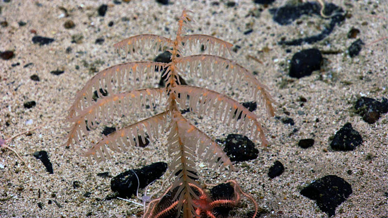 A small colony of the black coral Bathypathes at 2004 meters depth on Retriever Seamount. The black coral polyps are so small, and the tissue on the skeleton so thin, that the tentacles appear to arise directly from the branches. In this group of black corals, the polyps are stretched out along the branch so that instead of a ring of 6 tentacles surrounding the mouth, the tentacles arise in pairs, with the central pair flanking a raised cone that bears the mouth.