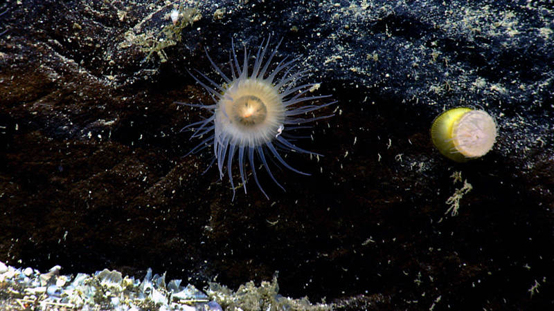 A pair of “true” sea anemones attached to a rock at 2,125 meters depth on Retriever Seamount.