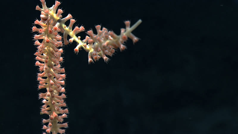 The tip of a bamboo coral colony reaches off the seafloor at 2,048 meters depth on Kelvin Seamount.