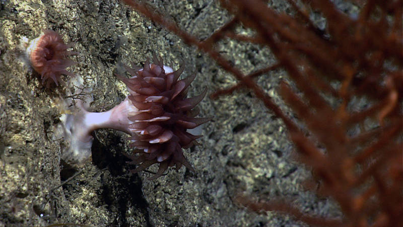 A pair of cup corals grow from the wall of an unnamed canyon east of Veatch Canyon at 1,480 meters depth.