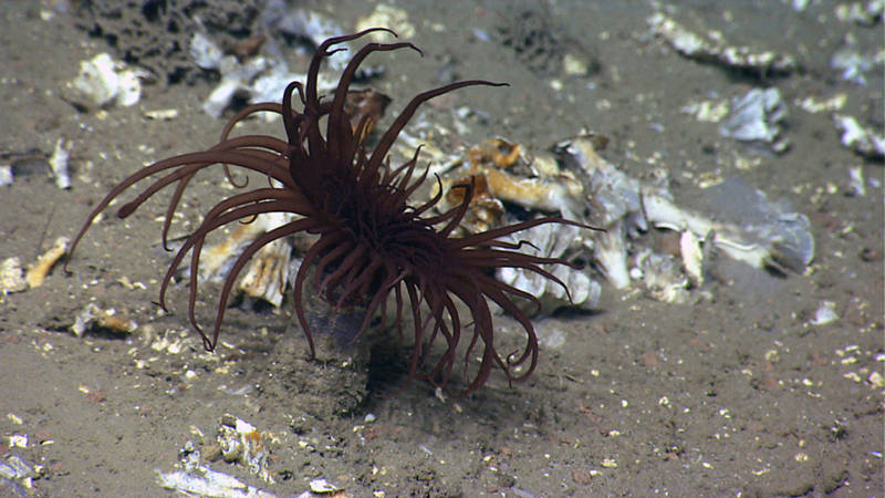 A cerianthid tube anemone in its flexible, felt-like tube at 1,510 meters depth in an unnamed canyon.