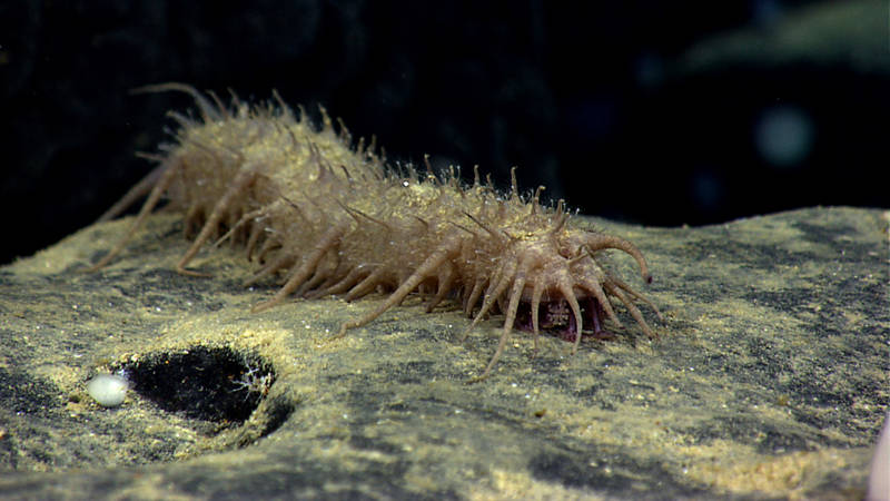 Sea cucumbers come in a variety of shapes and sizes.