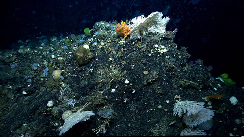 The diversity of deep-sea corals and sponges on Gosnold Seamount made the dive here my favorite!