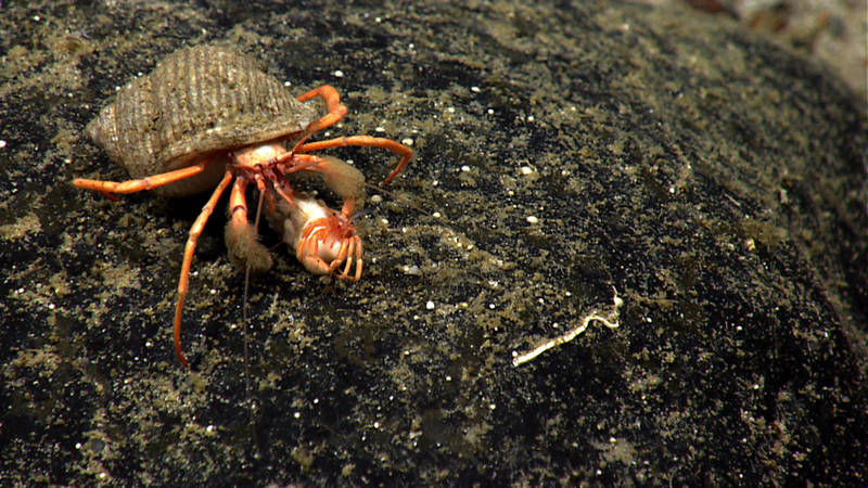 Two hermit crabs on a small boulder on Retriever Seamount.