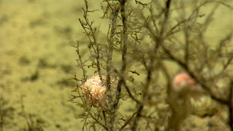 Nudibranchs on a large hydroid colony.