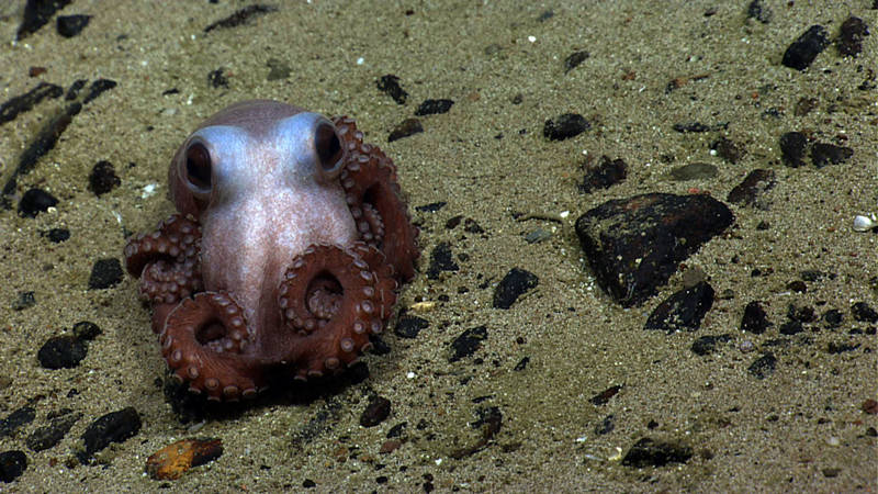 As we prepared to leave the seafloor at Physalia Seamount, we came across this photogenic octopus.