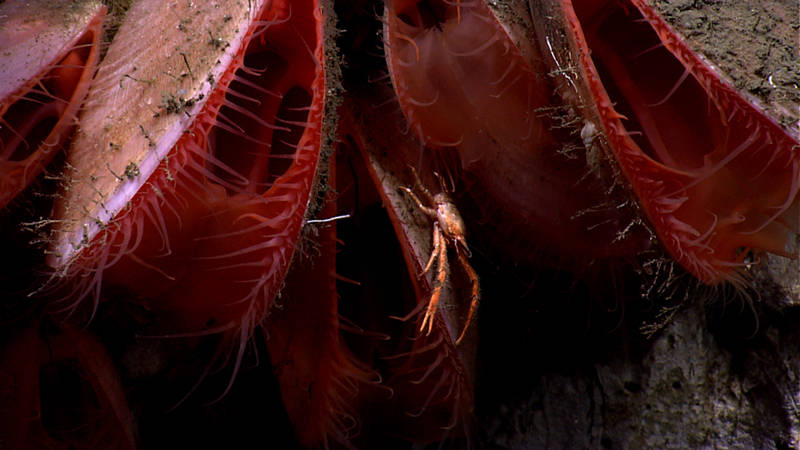A tiny squat lobster rests in a group of bivalves under a ledge in McMaster Canyon.