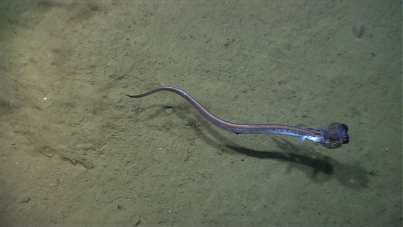 This image of a cutthroat eel with captured squid nicely shows predator prey interactions in the deep sea.