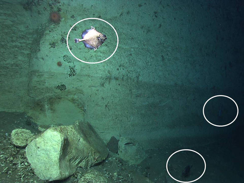 Here you can see three oreo fish (Neocyttus) encountered during Dive 04 in a minor canyon east of Veatch.