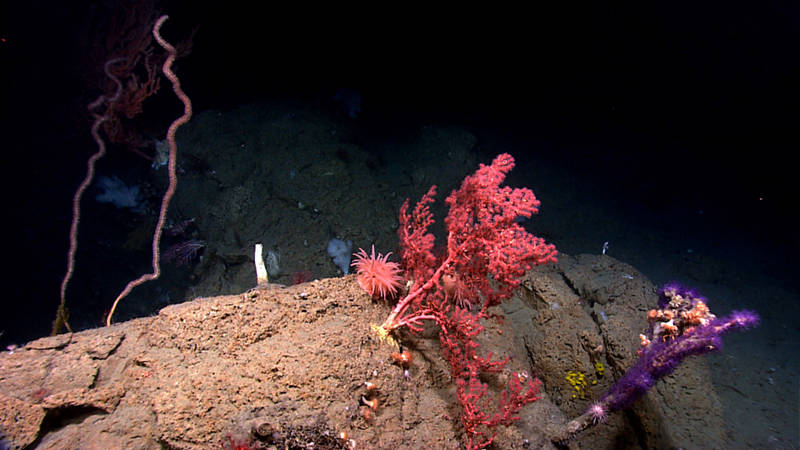 Benthic cnidarians are common in the deep-sea canyons and seamounts we are exploring.
