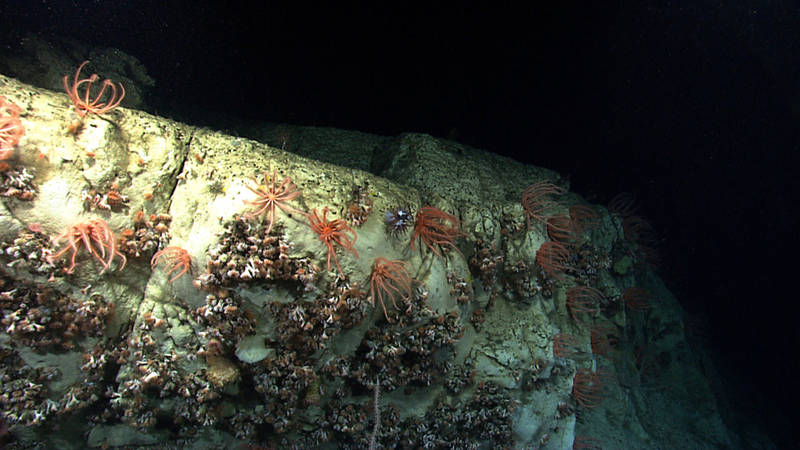 During the first-ever exploration of Nantucket Canyon, we discovered areas with cup corals and brisingid sea stars.