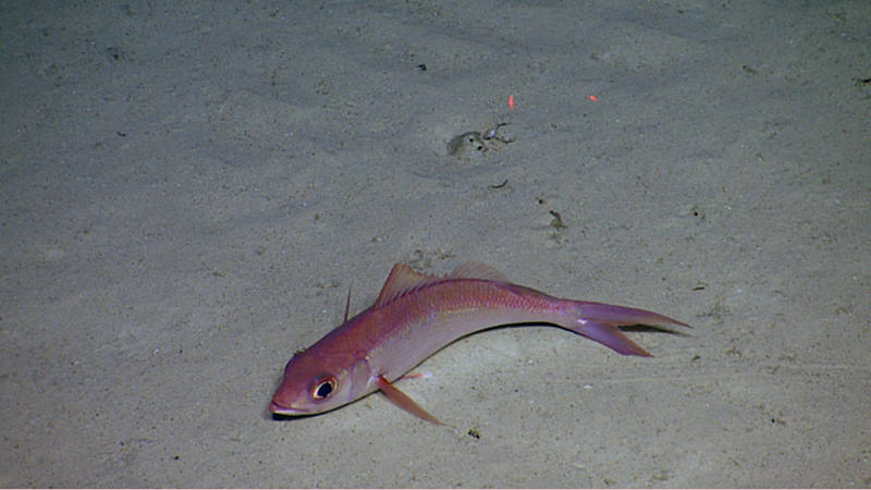 Queen snapper resting on the seafloor on Dog Seamount in the Caribbean.